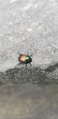 Popillia japonica