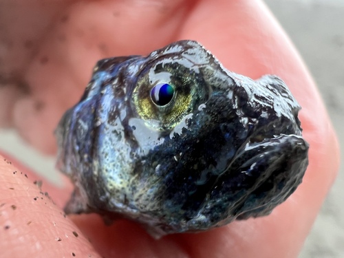 Blue stargazer (Pleuroscopus pseudodorsalis) — Uranoscopidae — 4