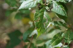 Stigmella villosella