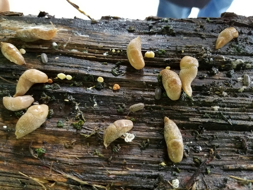 Milky Slug, photo 8 of 9