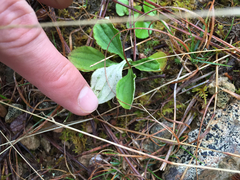 Antennaria plantaginifolia