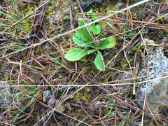 Antennaria plantaginifolia