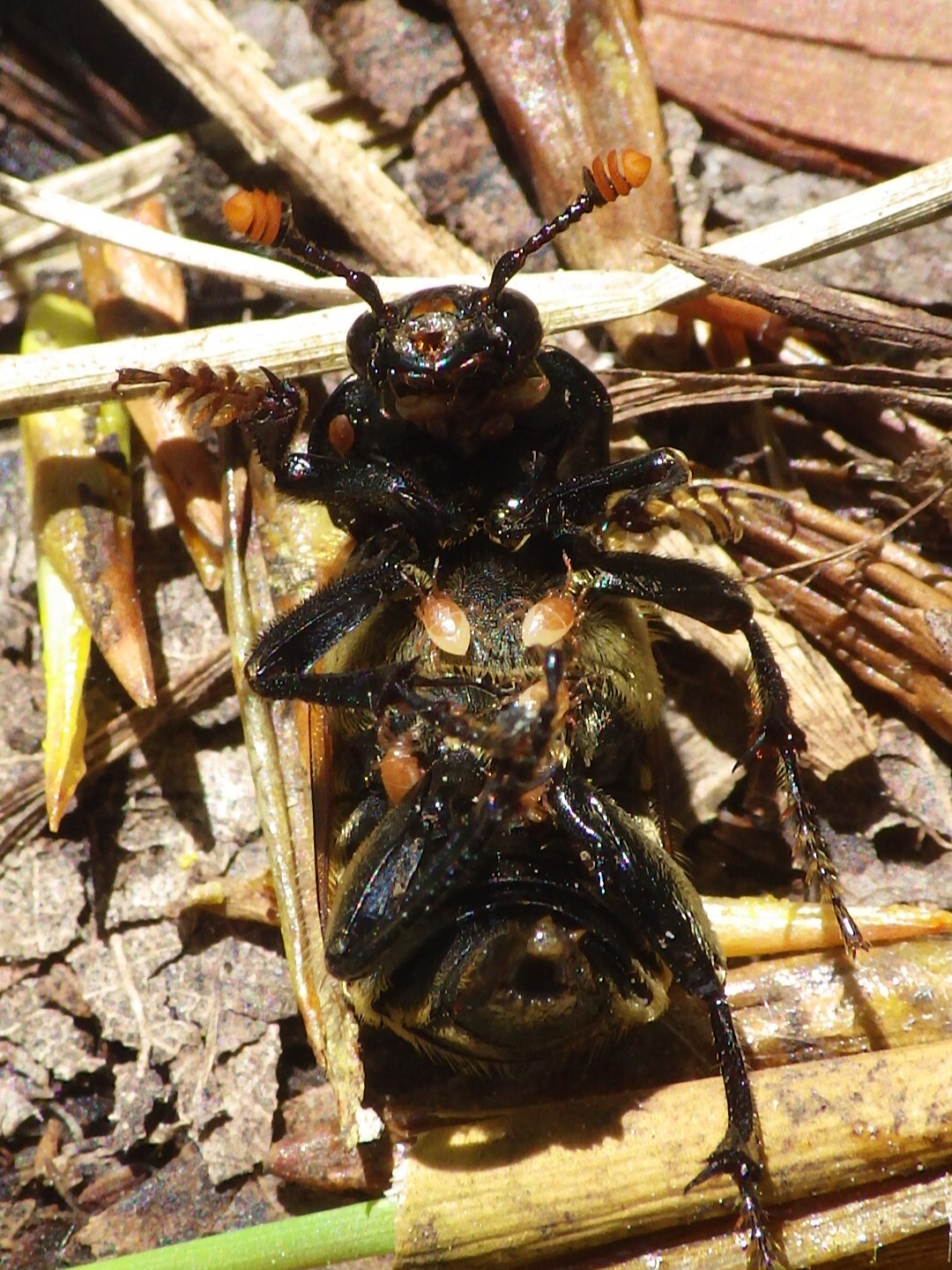 Poecilochirus necrophori Vitzthum, 1930