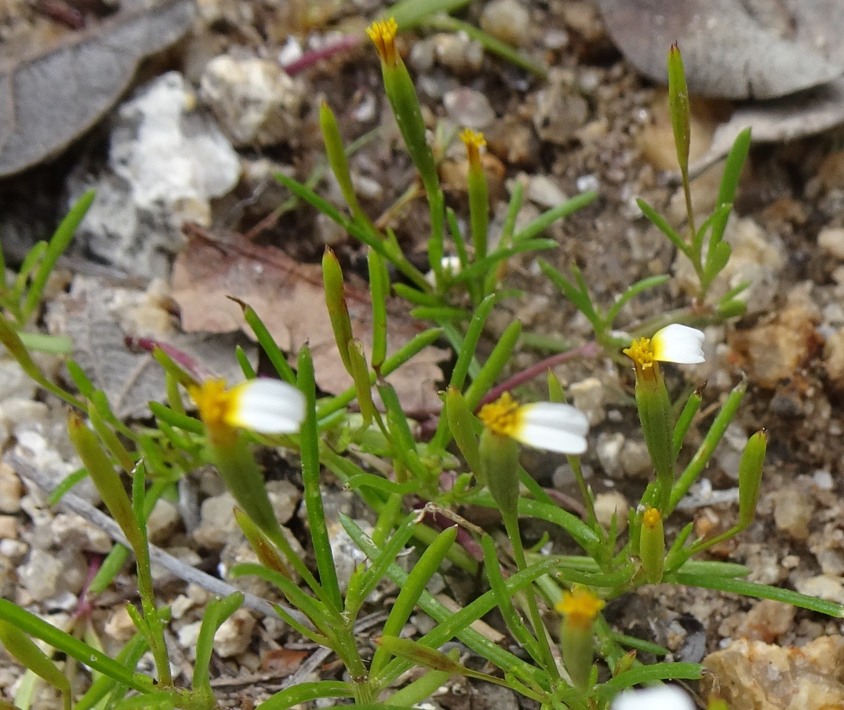 Flores de Muerto Y Clavelones (género Tagetes) · iNaturalist Ecuador