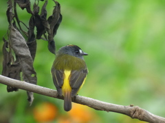 Myiotriccus ornatus