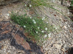 Arenaria lanuginosa