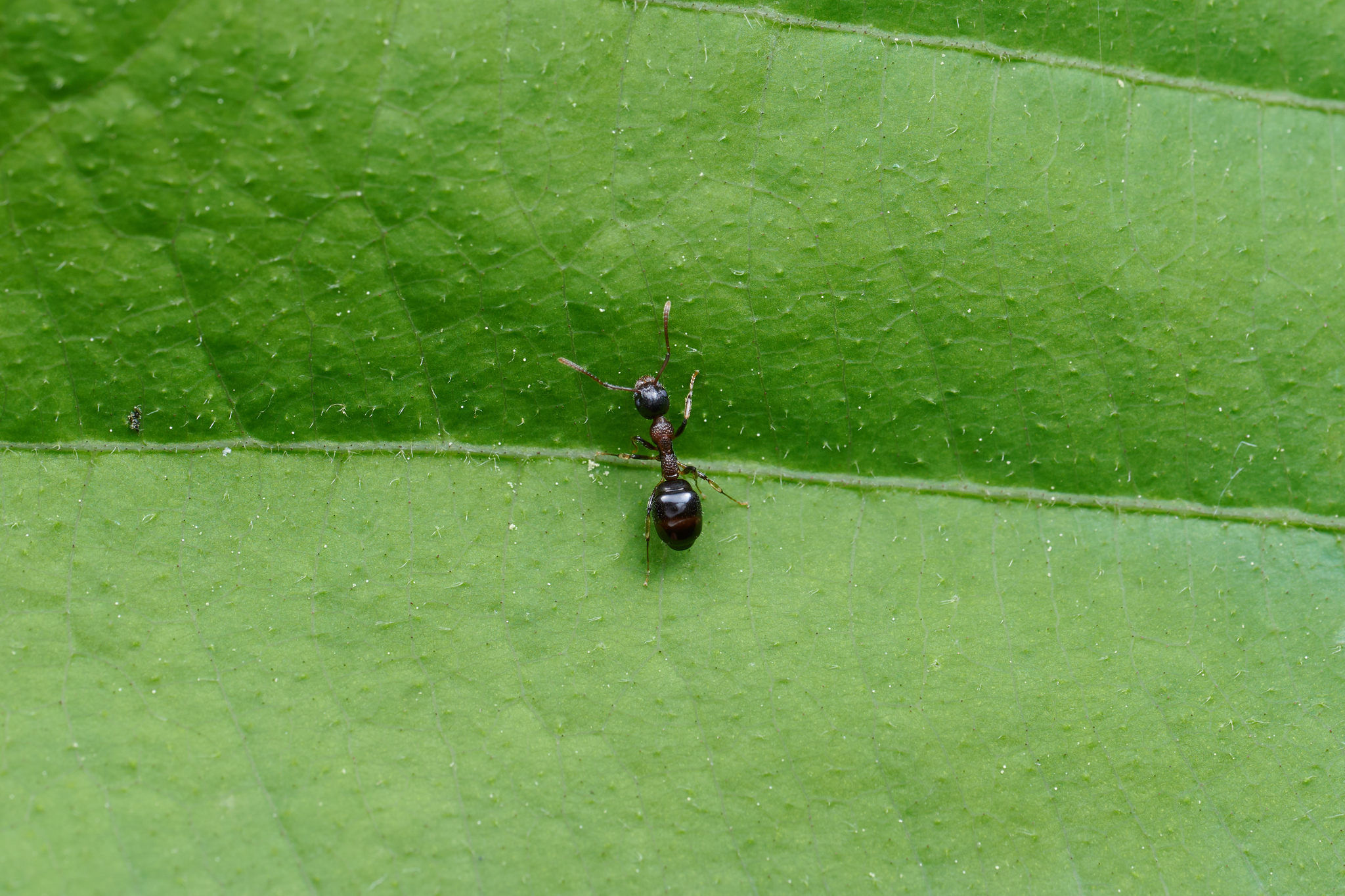 Dolichoderus dajiensis