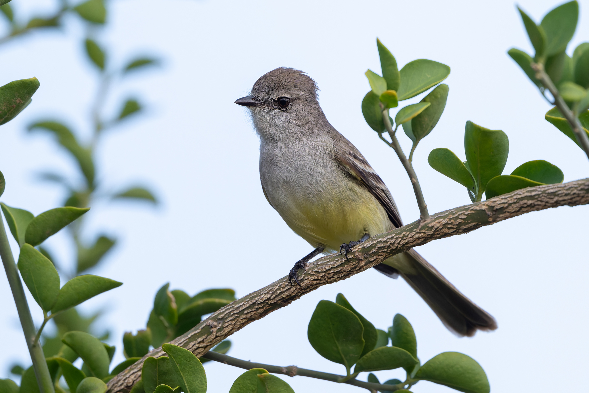 Northern Scrub Flycatcher (Sublegatus arenarum), photo 10
