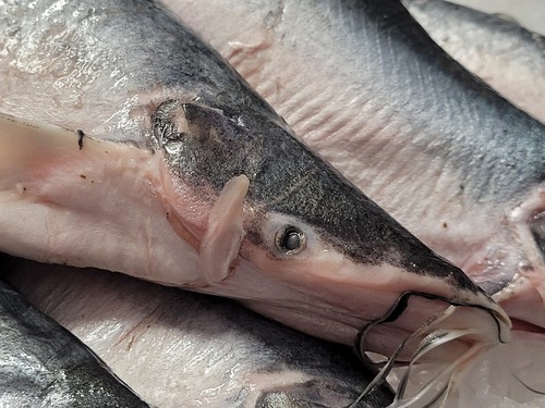 Highwaterman catfish (Hypophthalmus edentatus) — Pimelodidae — 3