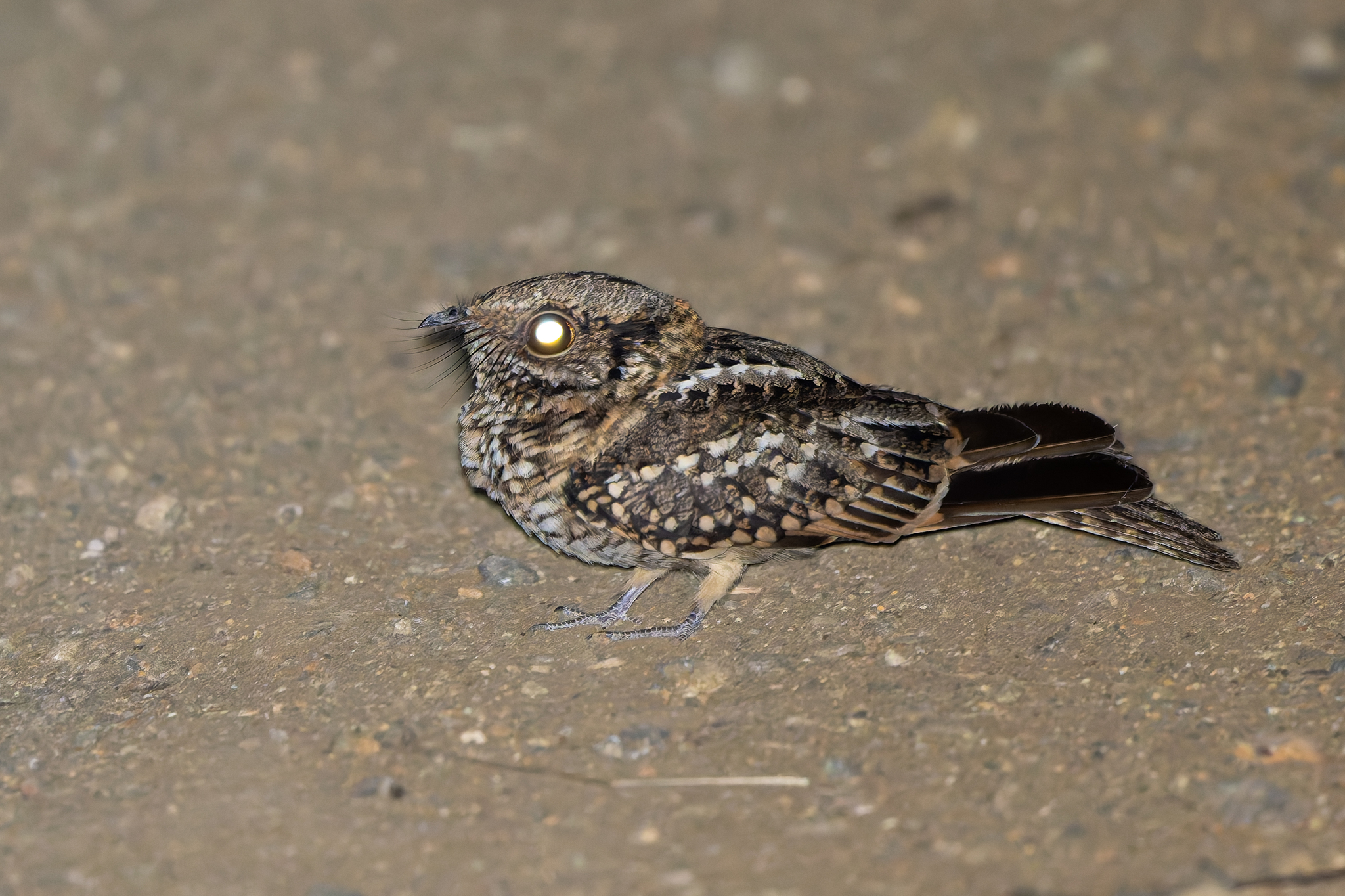 White-tailed Nightjar (Hydropsalis cayennensis), photo 1