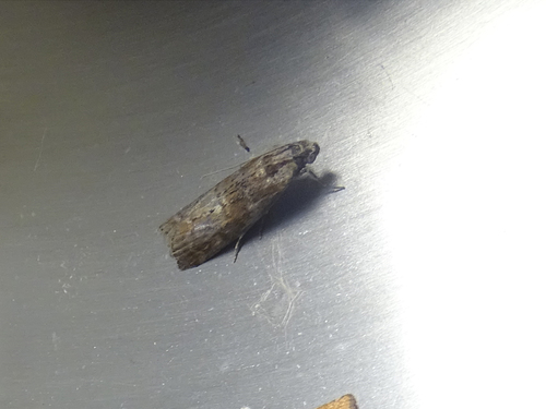 Dotted Oak Knot-horn, 6325 Berg en Terblijt, Nederland, photo 10 of 10