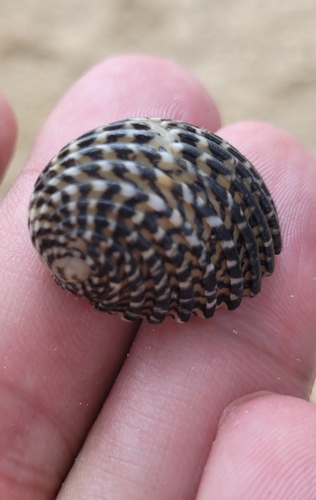 Nerita exuvia, 2025-05-17