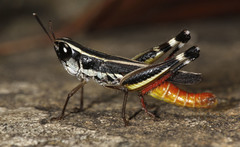 Macrotona australis
