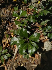 Cupaniopsis wadsworthii
