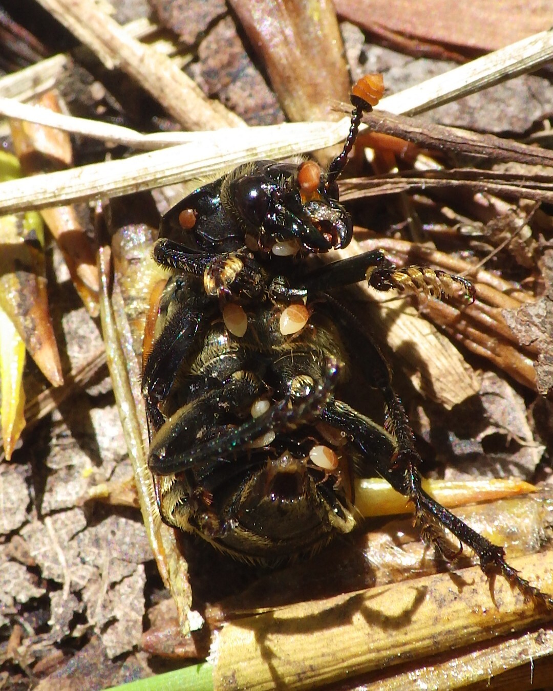 Poecilochirus necrophori Vitzthum, 1930