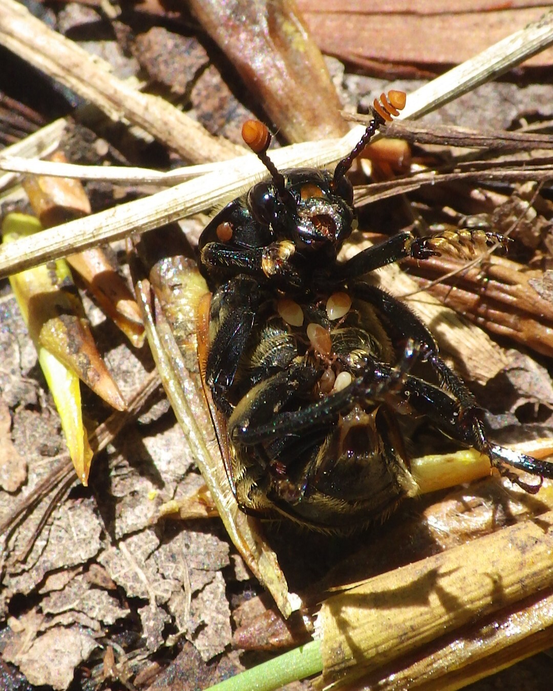 Poecilochirus necrophori Vitzthum, 1930