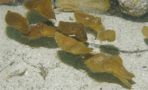 Octopus