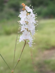 Boerhavia xantii