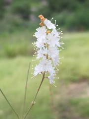 Boerhavia xantii
