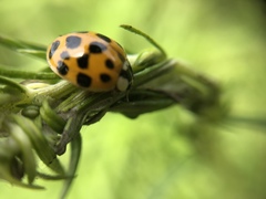 Harmonia axyridis