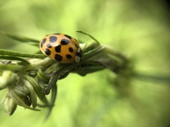 Harmonia axyridis
