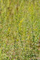 Solidago speciosa rigidiuscula
