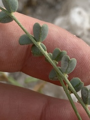 Astragalus preussii