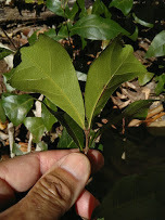 Cupaniopsis wadsworthii