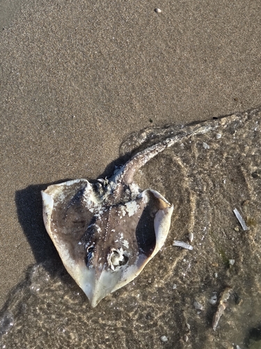 Clearnose Skate photographed in Delaware