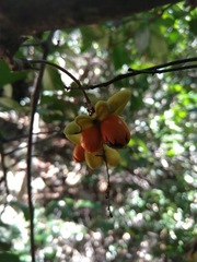 Cupaniopsis wadsworthii
