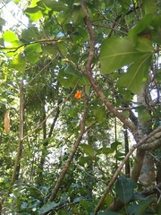 Cupaniopsis wadsworthii