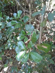 Cupaniopsis wadsworthii