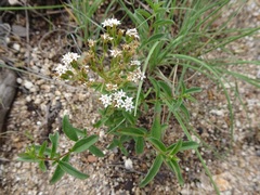 Stevia plummerae