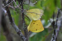 Abaeis salome jamapa