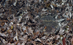 Platycephalidae