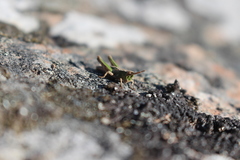 Sigaus campestris