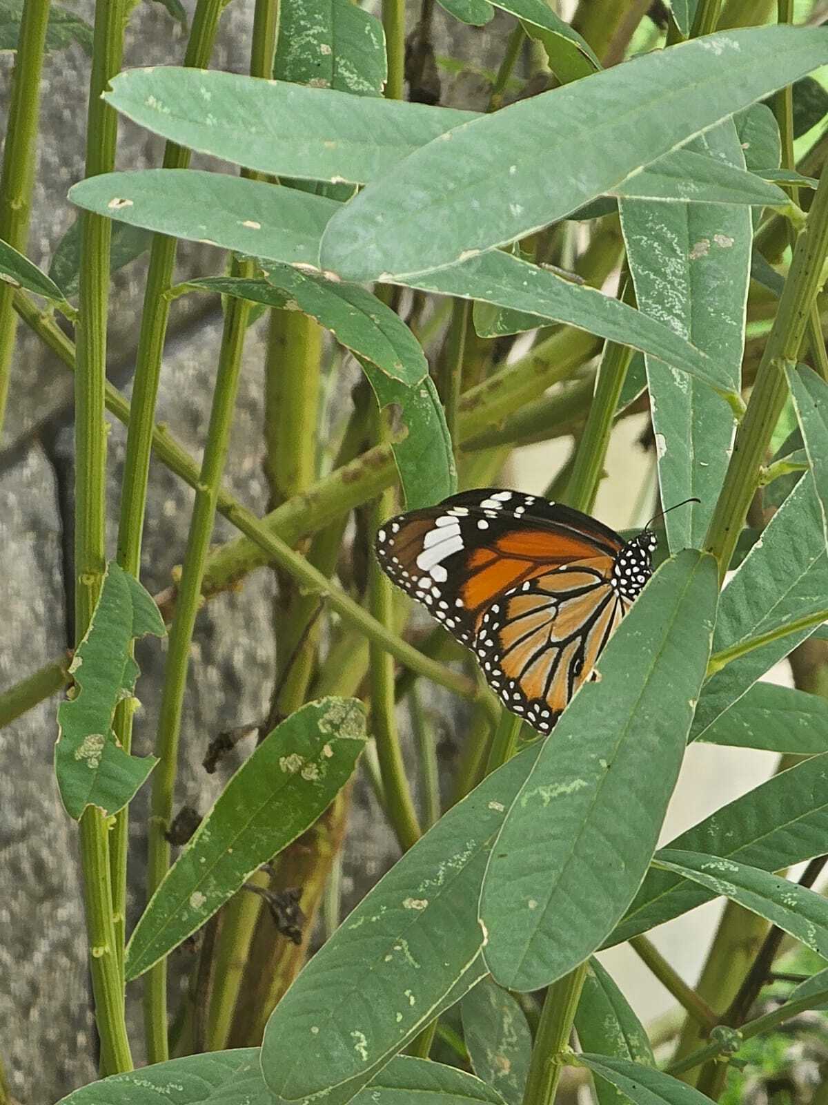 Striped Tiger