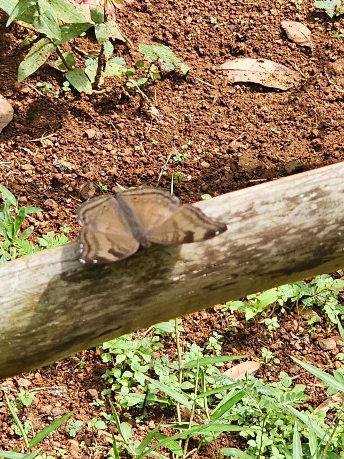 Chocolate Pansy