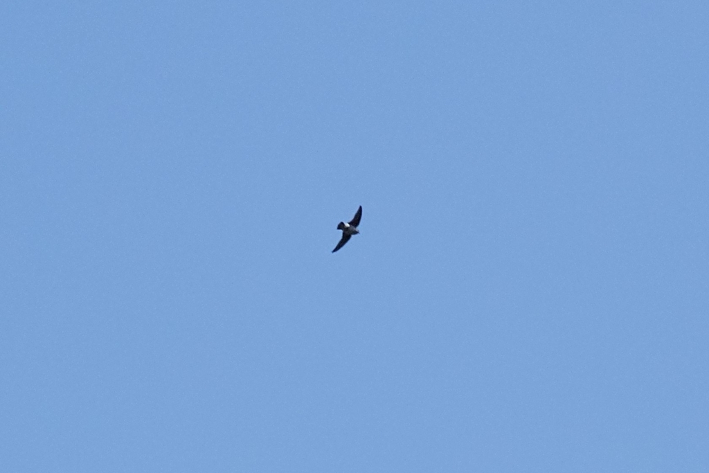 Northern Violet-green Swallow