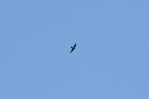 Northern Violet-green Swallow