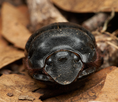 Dichotomius colonicus