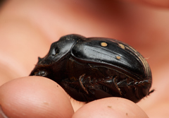 Dichotomius colonicus