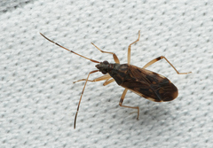 Ozophora salsaverdeae