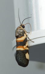 Spragueia funeralis