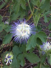 Passiflora arizonica