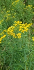 Euthamia graminifolia