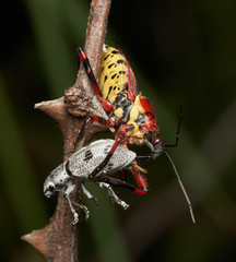 Ericydeus