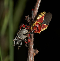 Ericydeus
