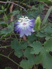 Passiflora arizonica