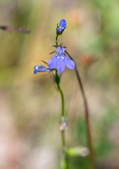 Lobelia gattingeri